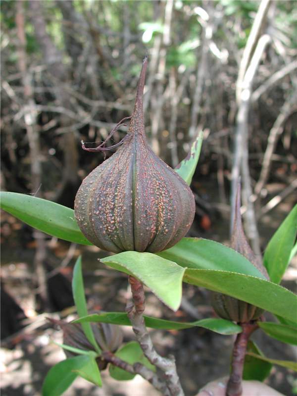 Pelliciera rhizophorae fruits